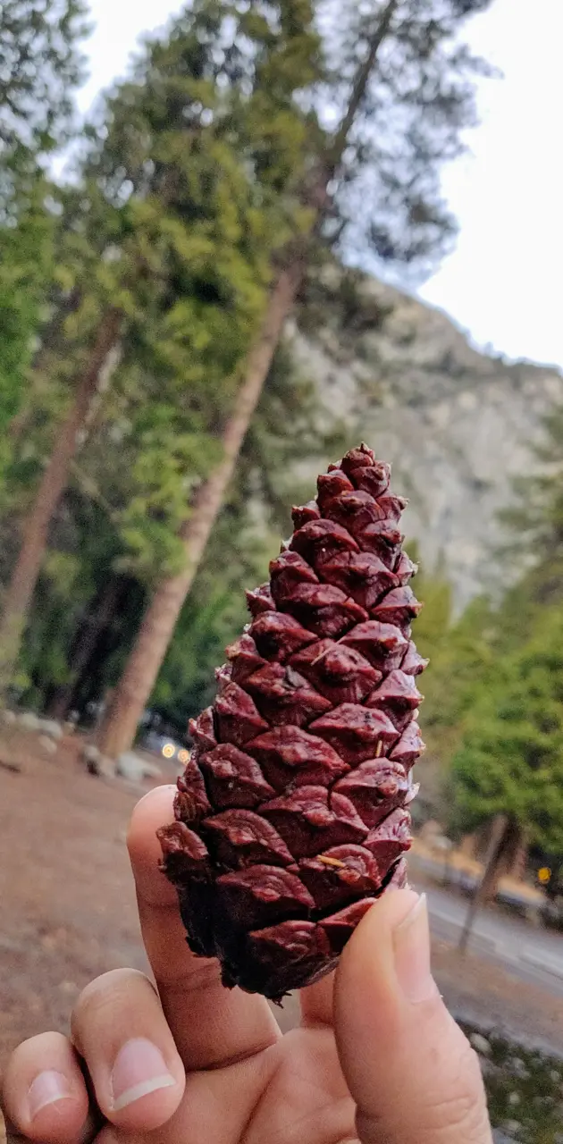 Yosemite Pine
