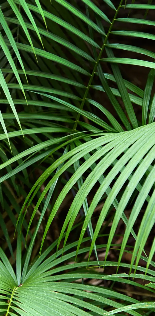 Coconut tree leaf