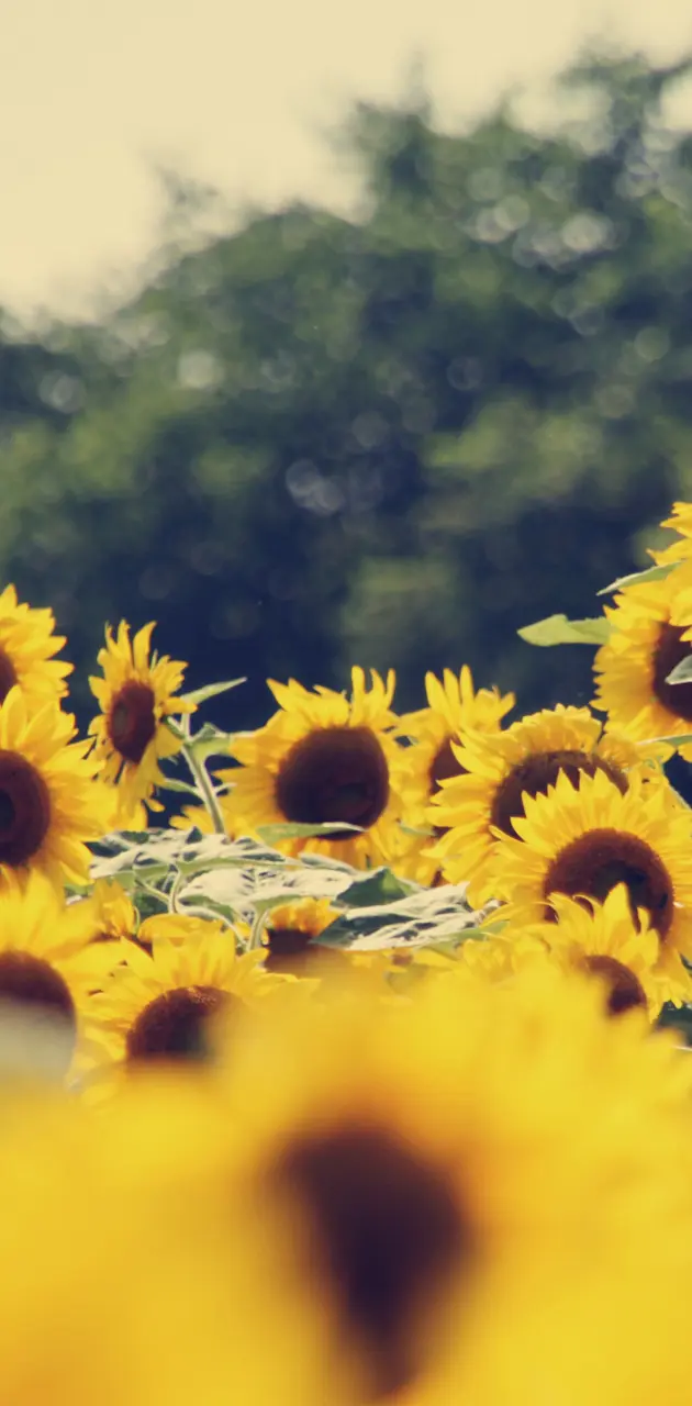 Vintage sunflowers