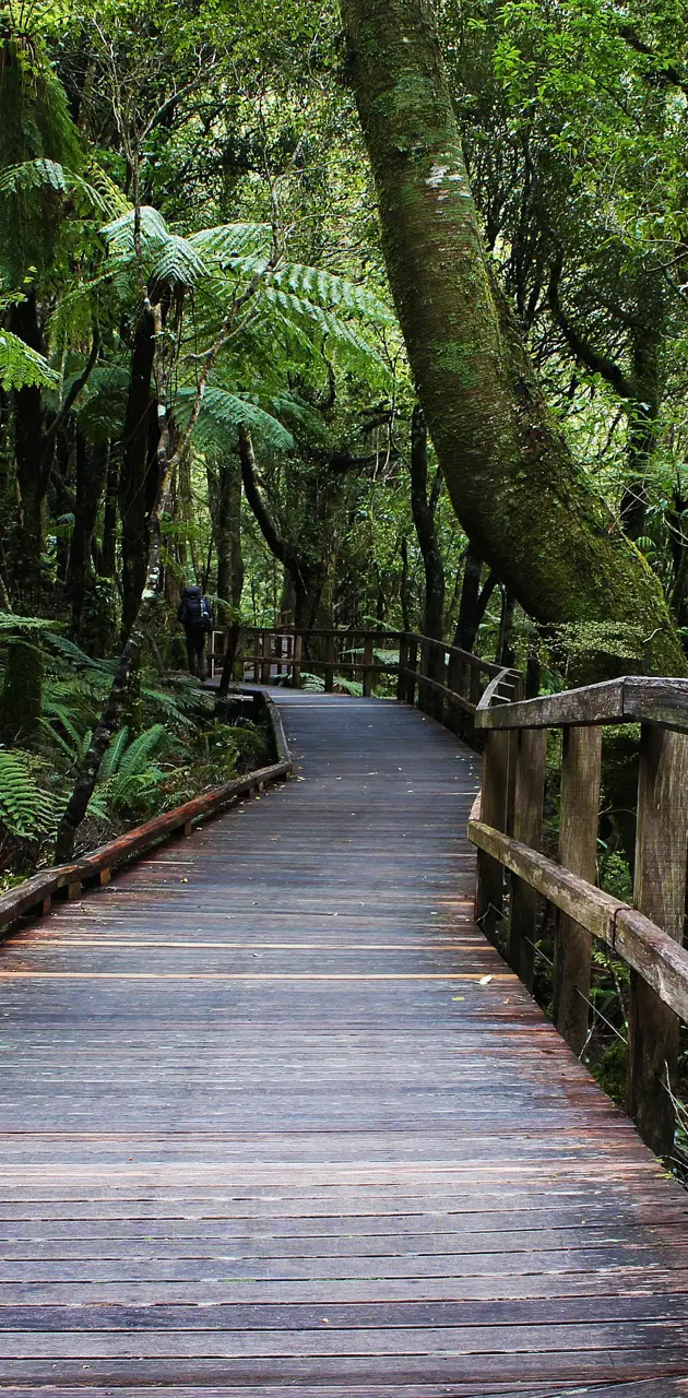 Rainforest Pathway
