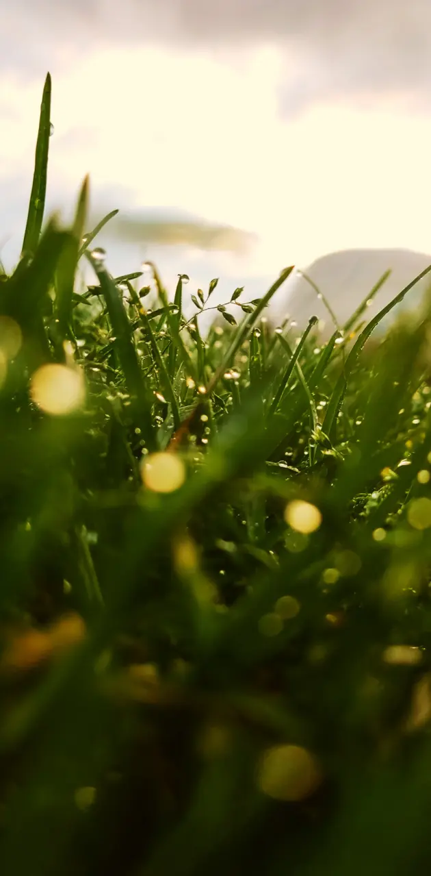 Pasto wallpaper by edgarvalle22 - Download on ZEDGE™ | 1bbf