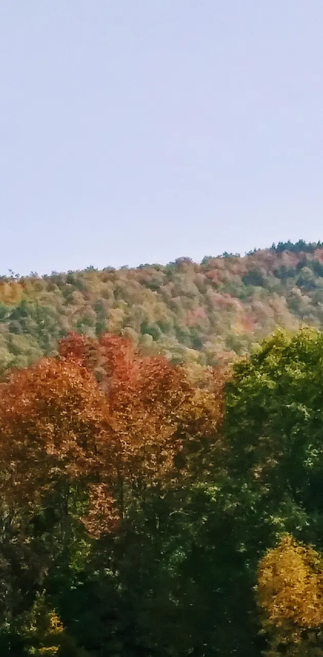 Mountain Foliage
