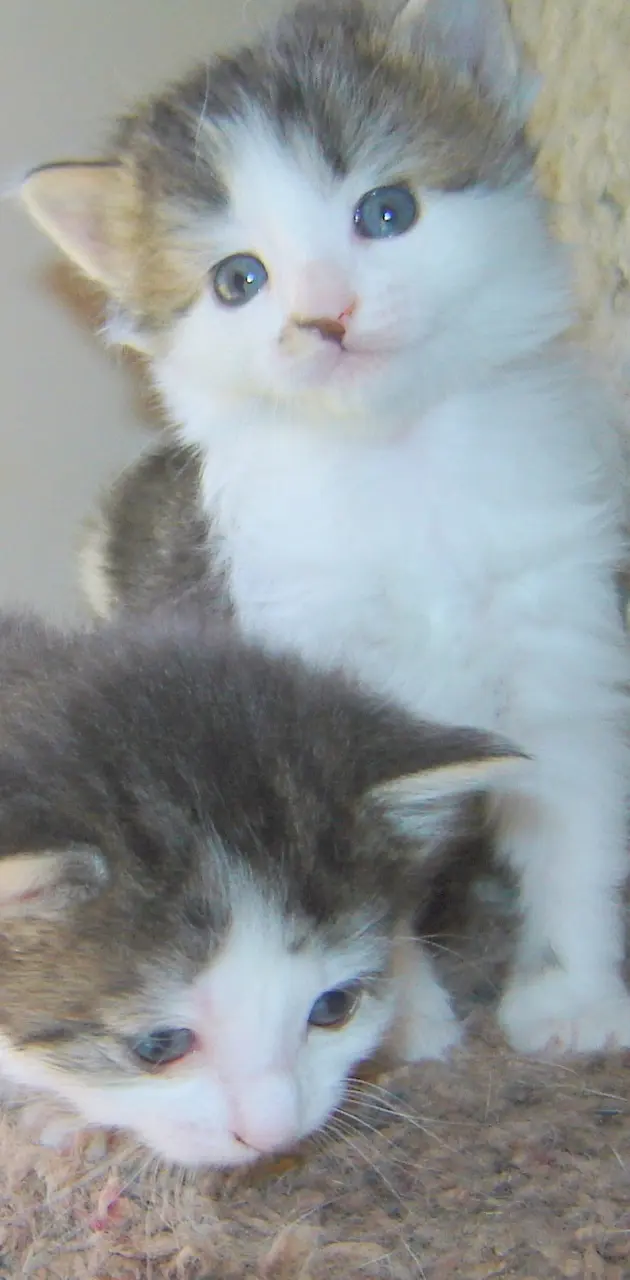 Two Kute Kittens