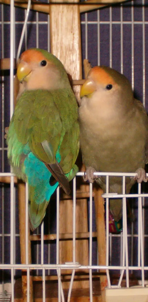 Lovebirds 