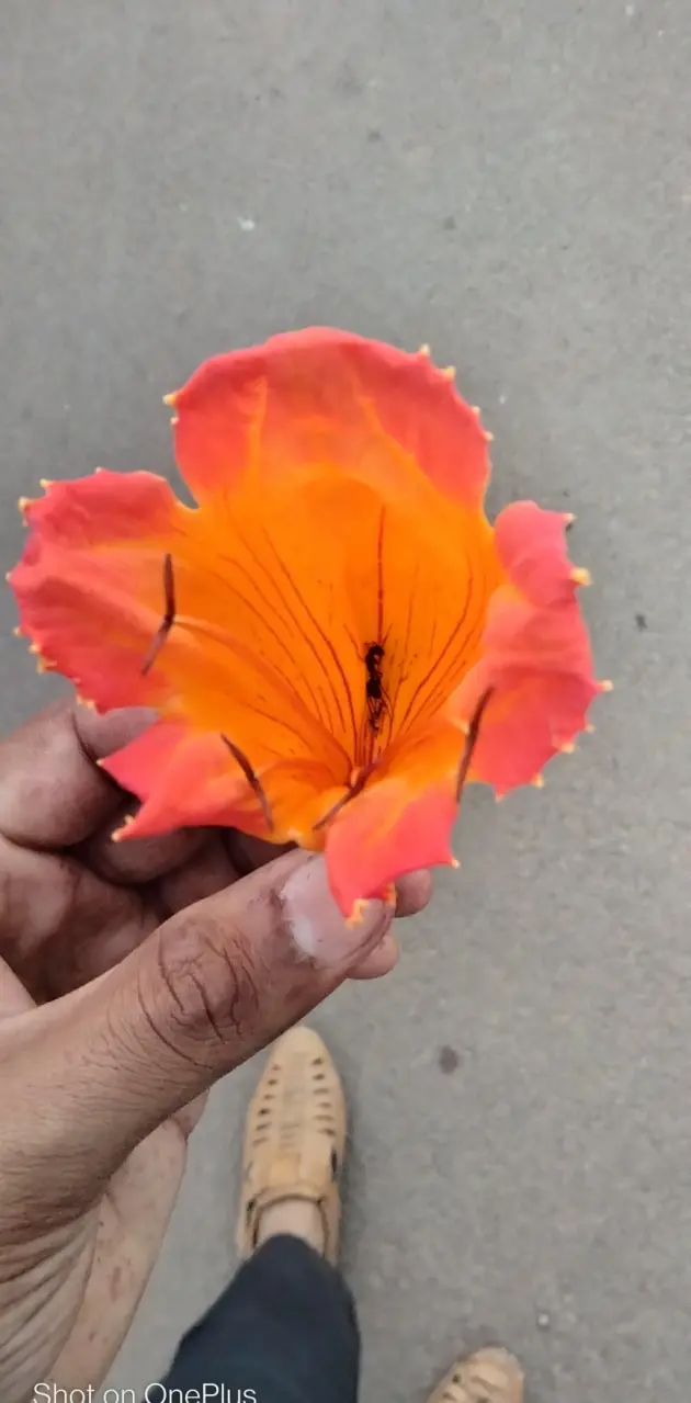 Natural flower 