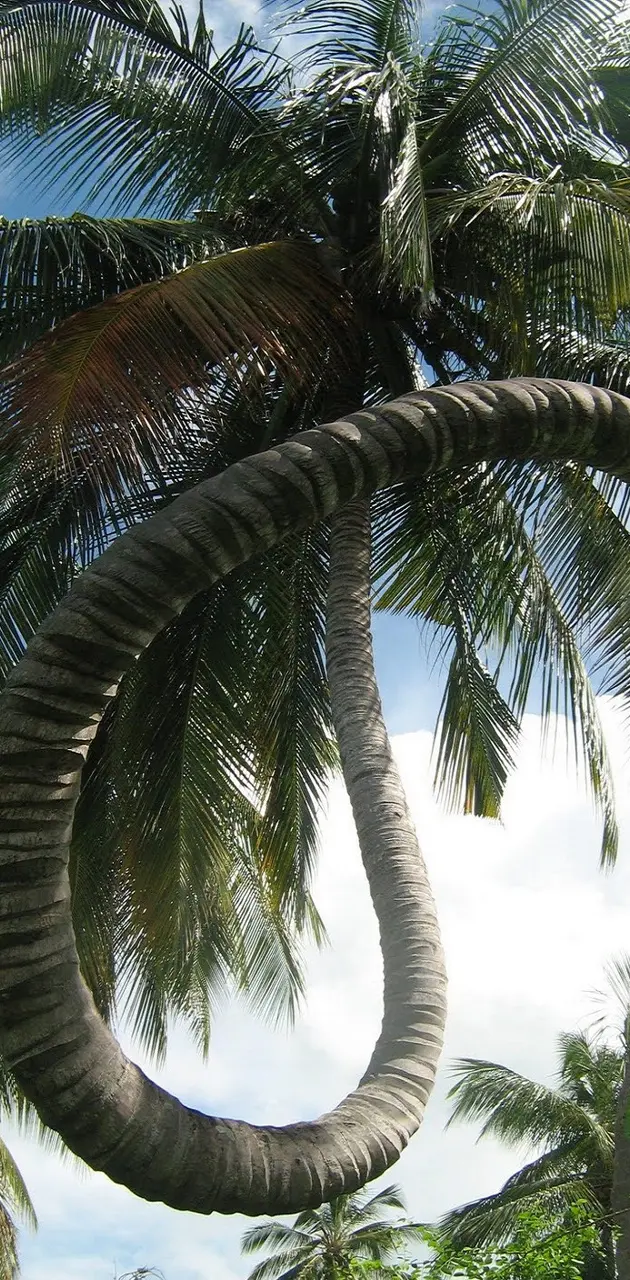 Twisted Palm Tree
