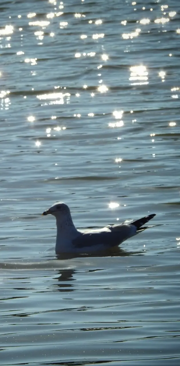 Gull On Water