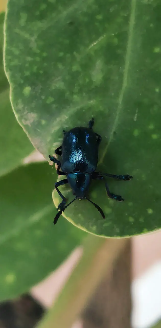 Blue beetle