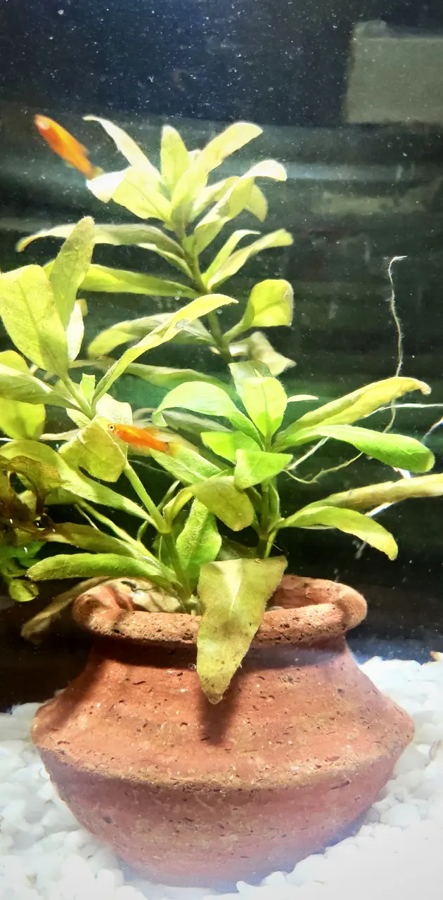 fish and plants