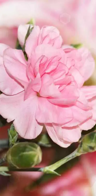 pink Flower