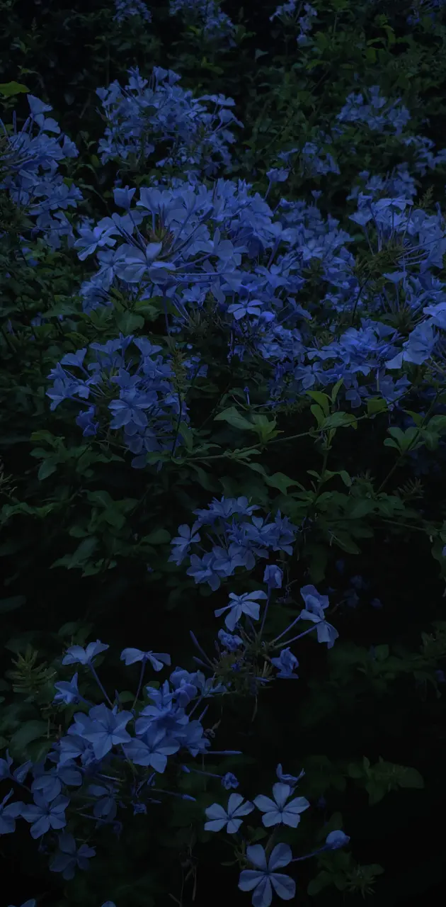 Flower blue 