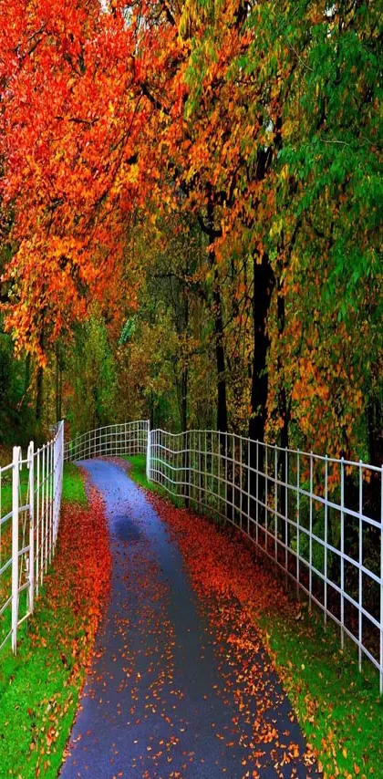 Autumn Leaves Path