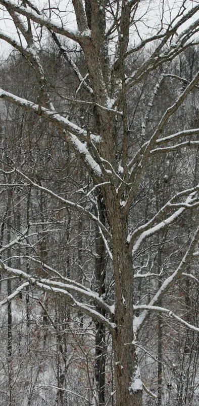 Kentucky Snow