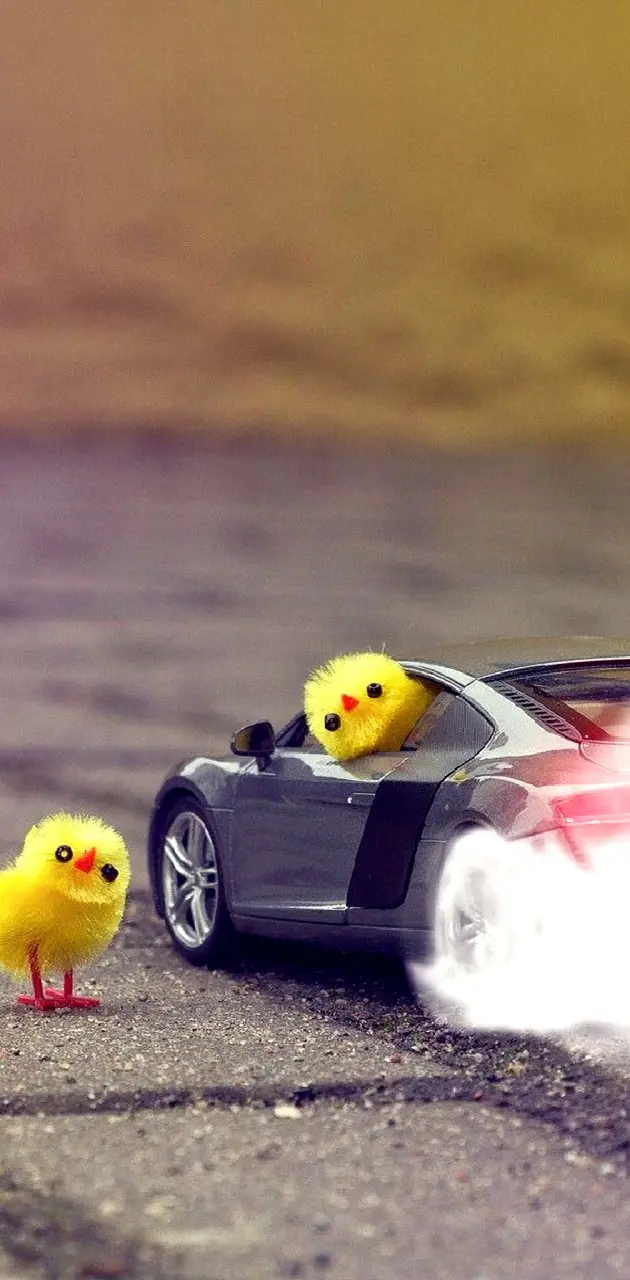 muscle car chickens