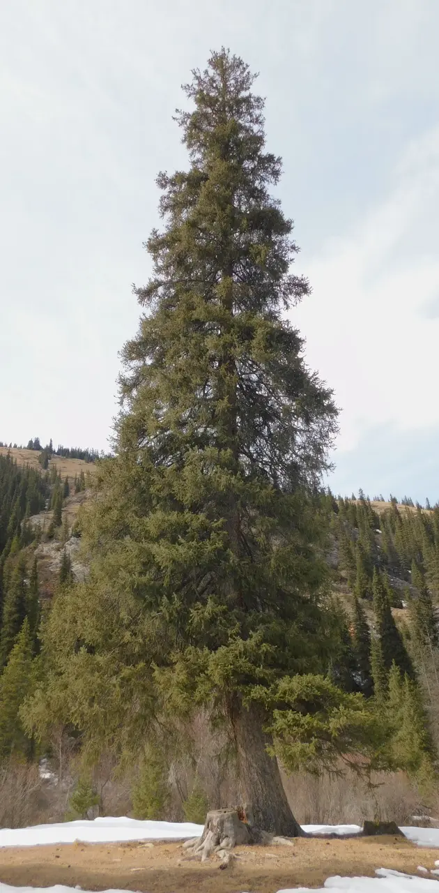 Tall spruce