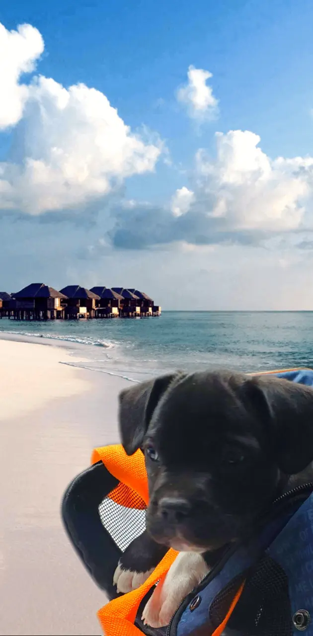 Puppy vacation