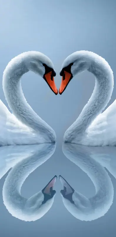 Swans Couple