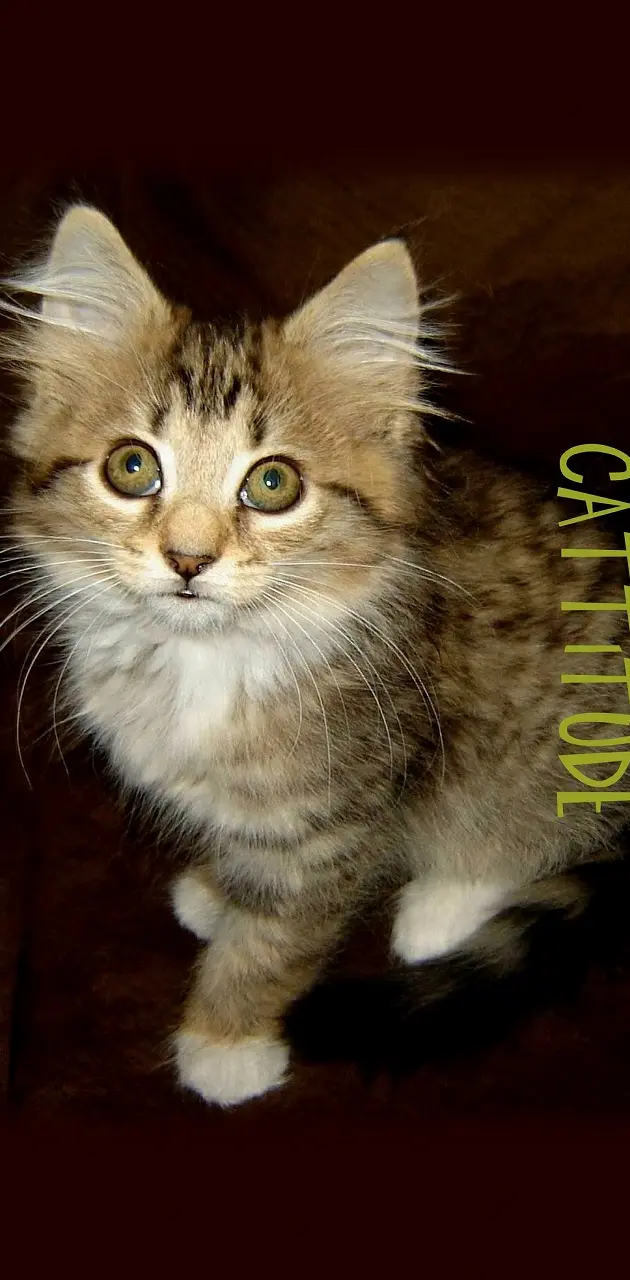Cattitude Kitten