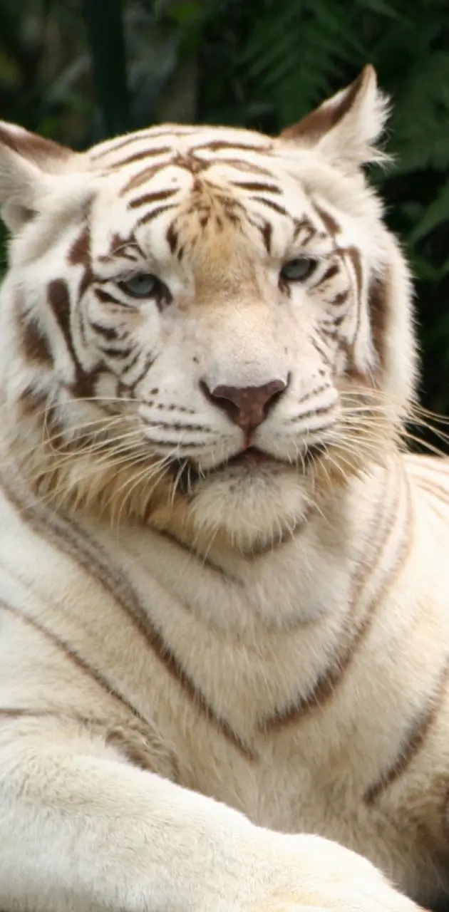 tiger albino