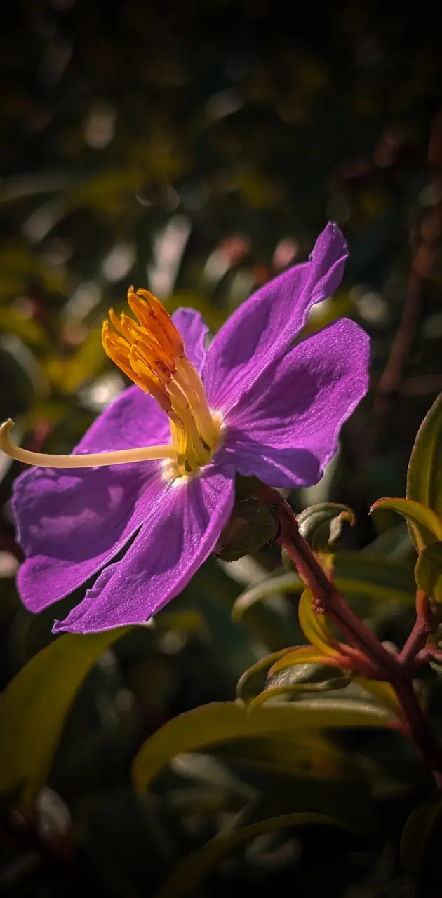 Papule Flower  