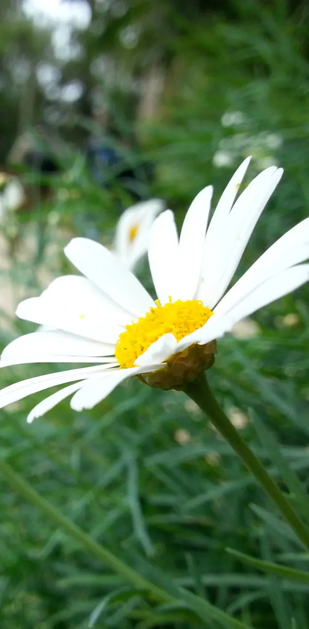 White flower dasiy