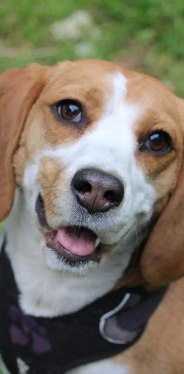  Beagle Dog