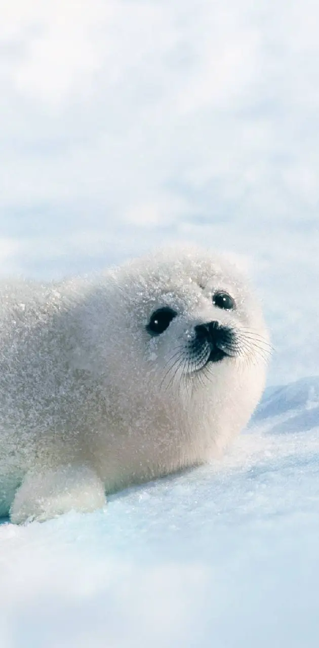 Cute seals