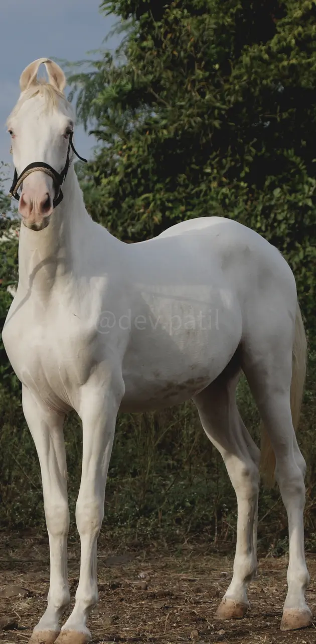 Nukra Horse
