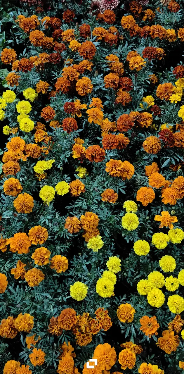 Colourful Marigolds