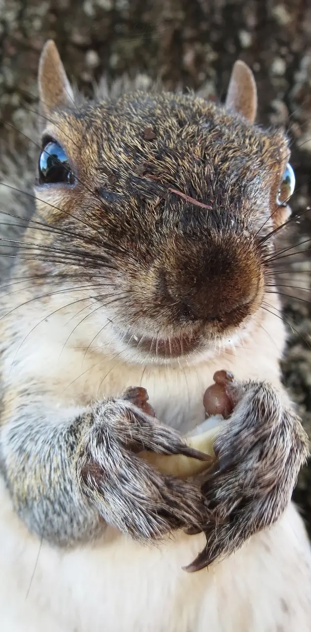 Dirty face Squirrel