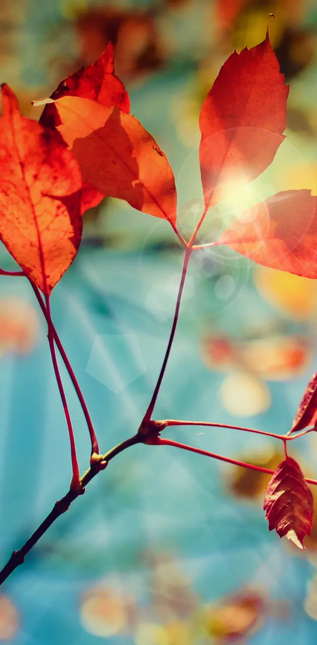 Fall Leaves HD