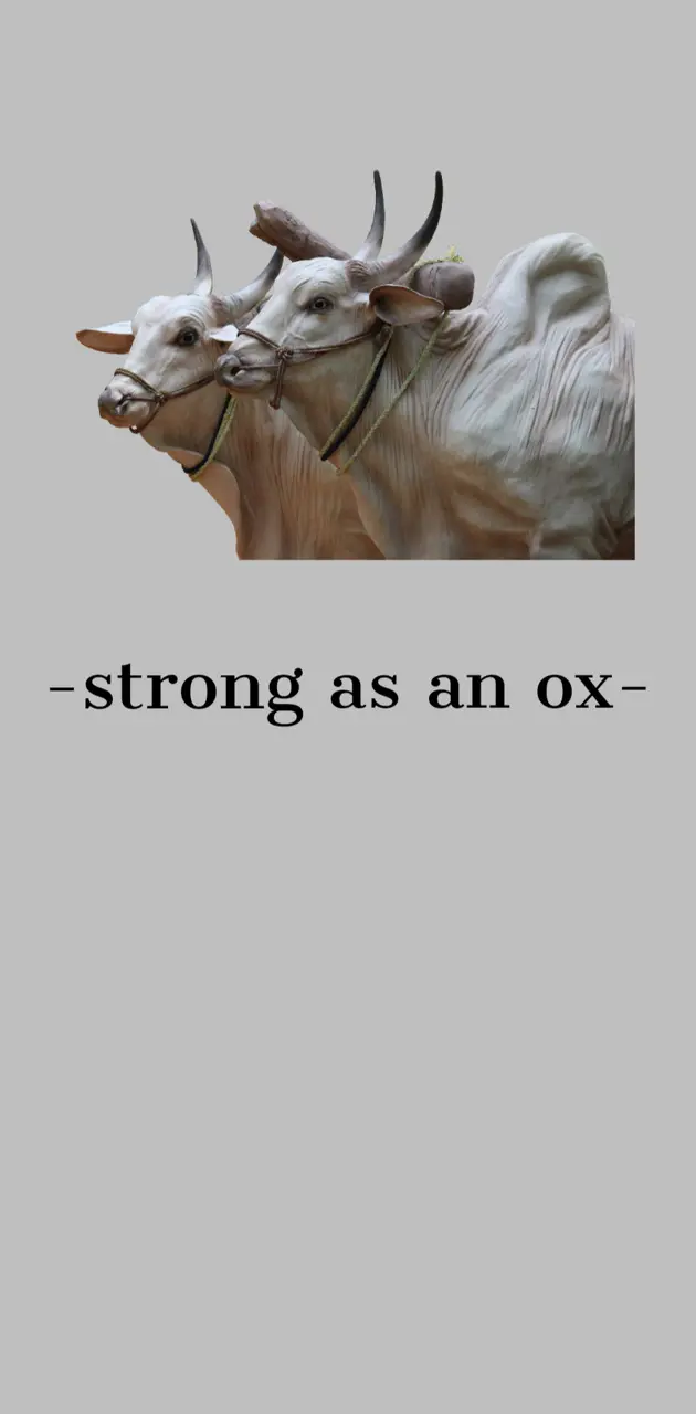 Strong ox