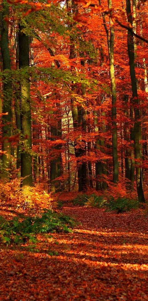 Autumn Nature Hd