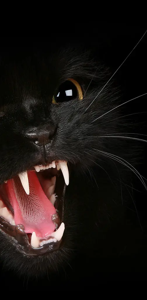 Angry Black Cat