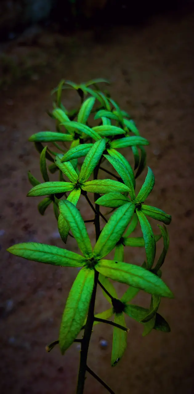 Green flowers         