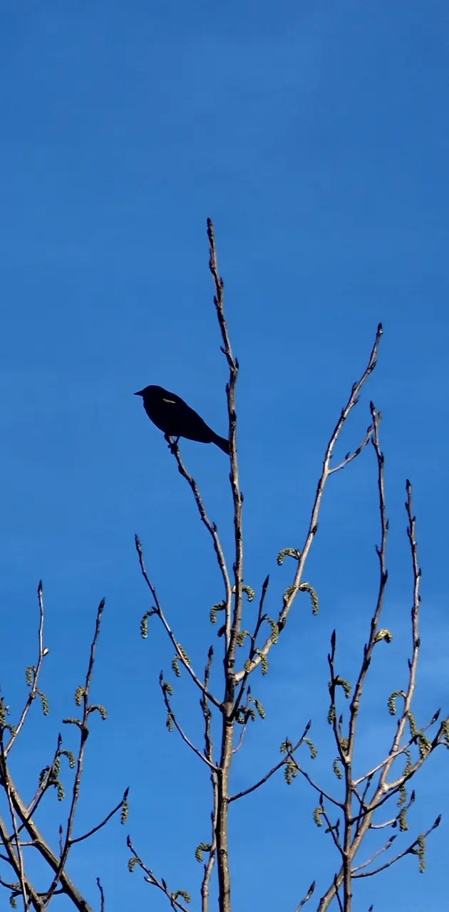 Black Bird in tree