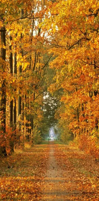 Falling Leaf Road