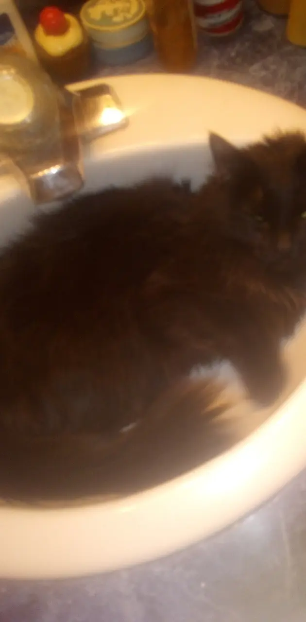 Angle cat in sink