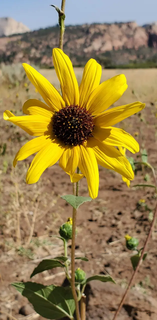 Desert Flower 2