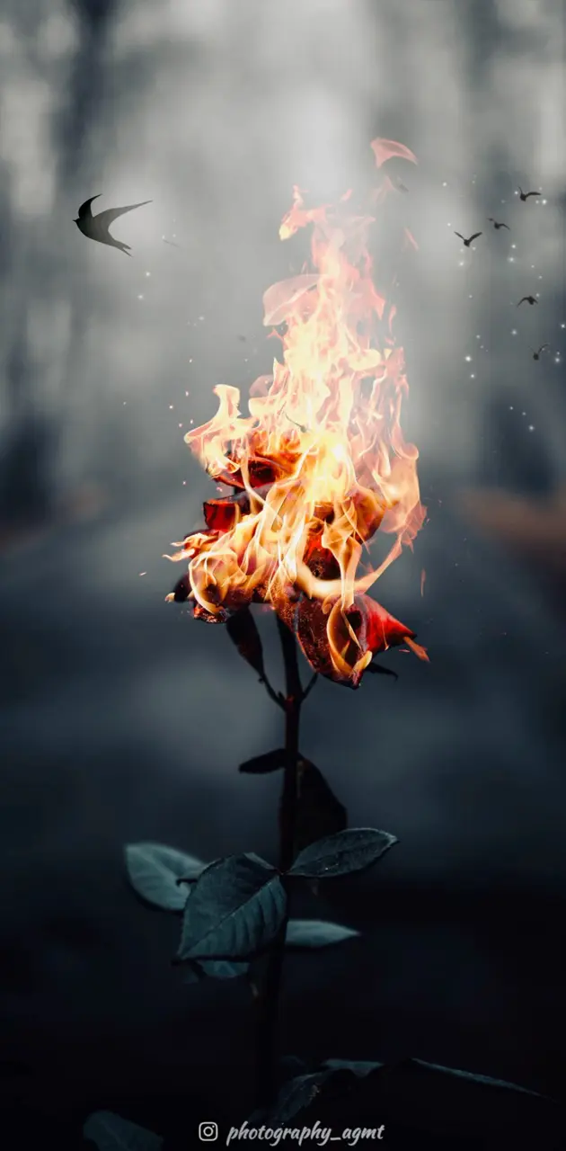 Fire On Flower