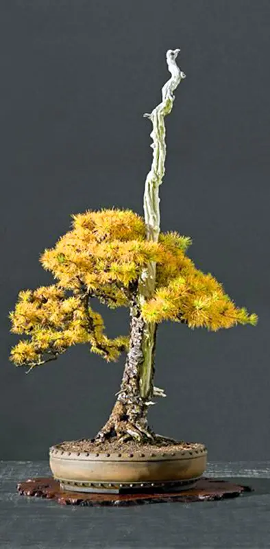 Bonsai yellow tree