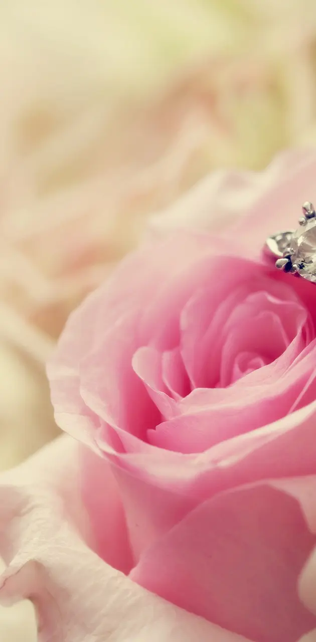 Ring Rose wallpaper by ____S - Download on ZEDGE™ | 39fc