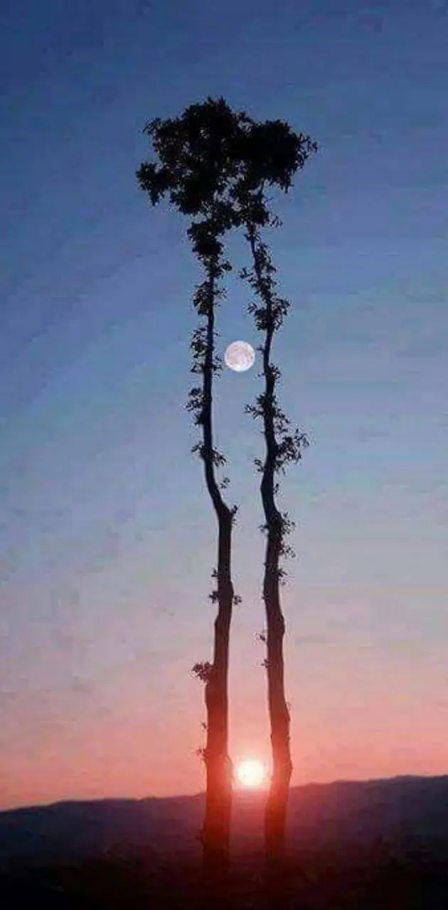 Sunset moonlight