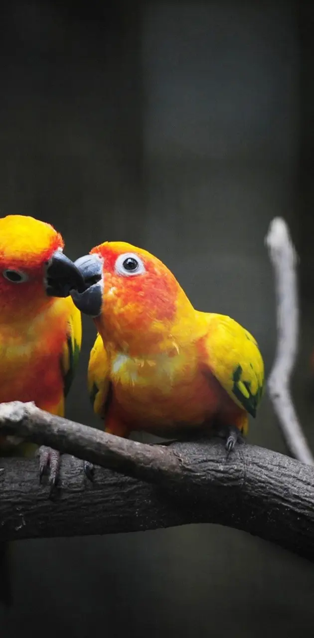 Kissing Parrot