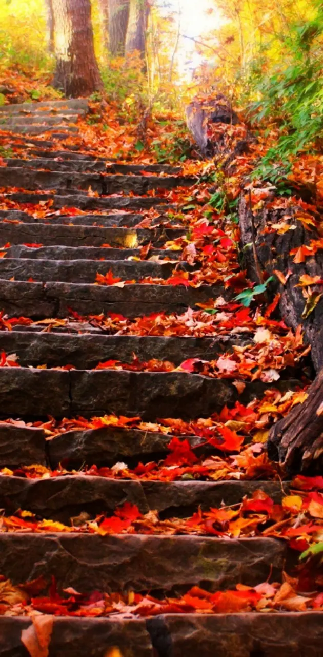 Autumn Steps