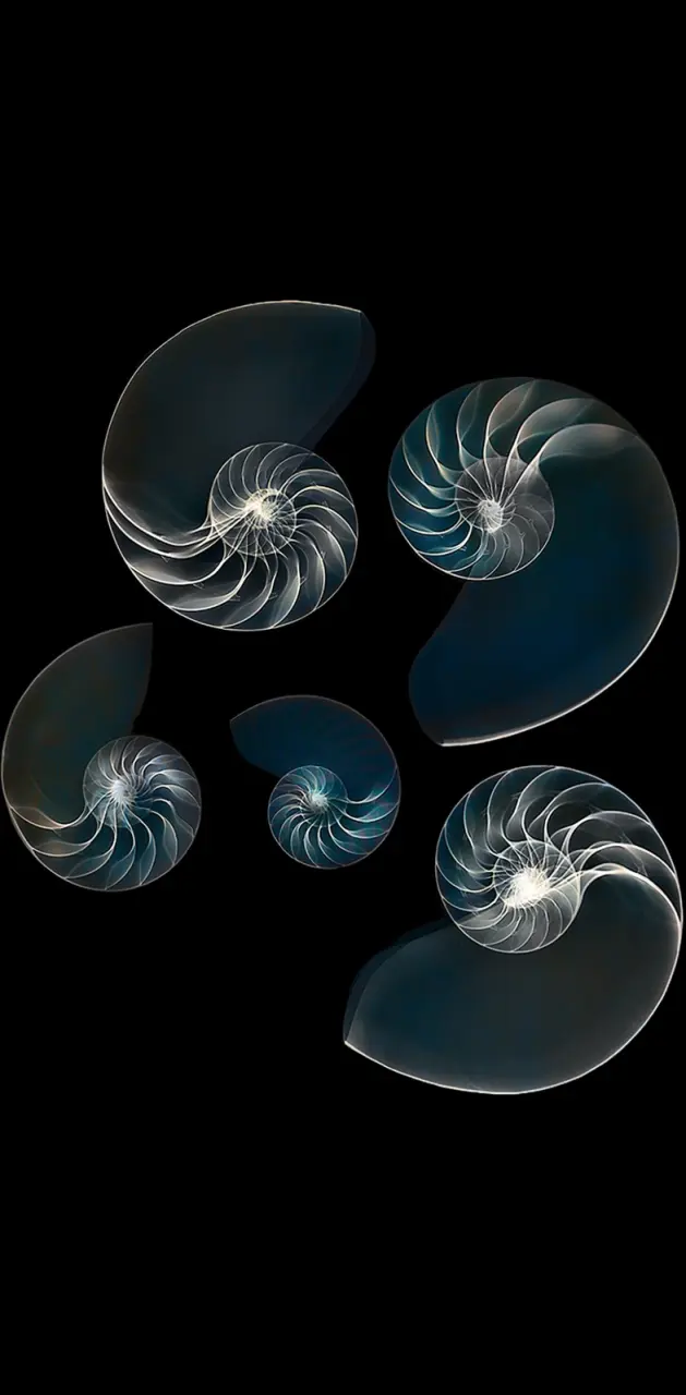 Blue Nautilus Shells 