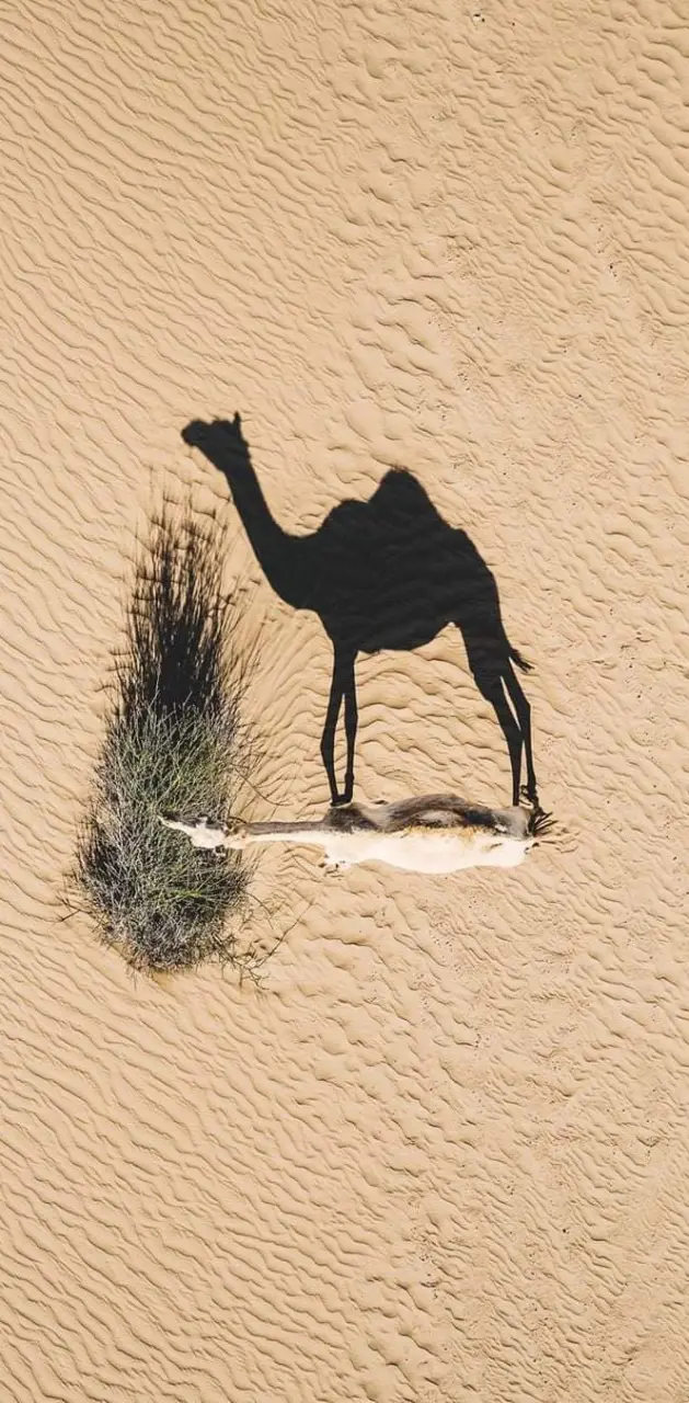camel and its shadow