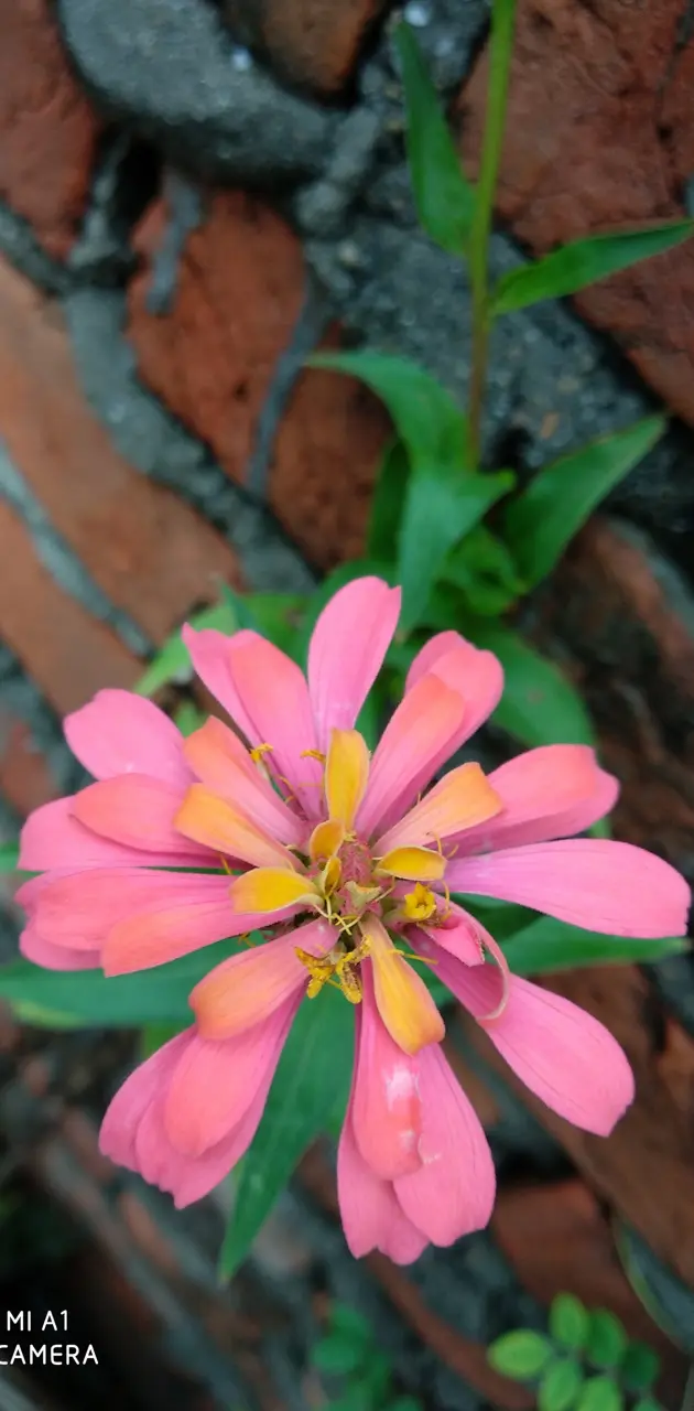 Nepal flower