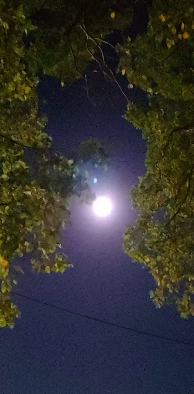 Full moon framed by tr