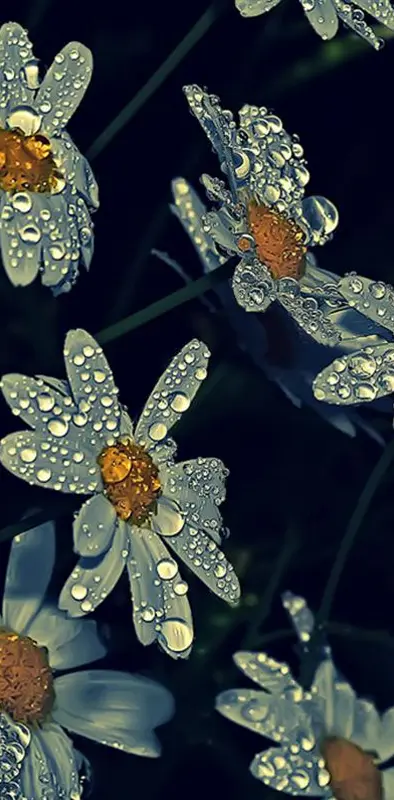 Water Drops Flowers